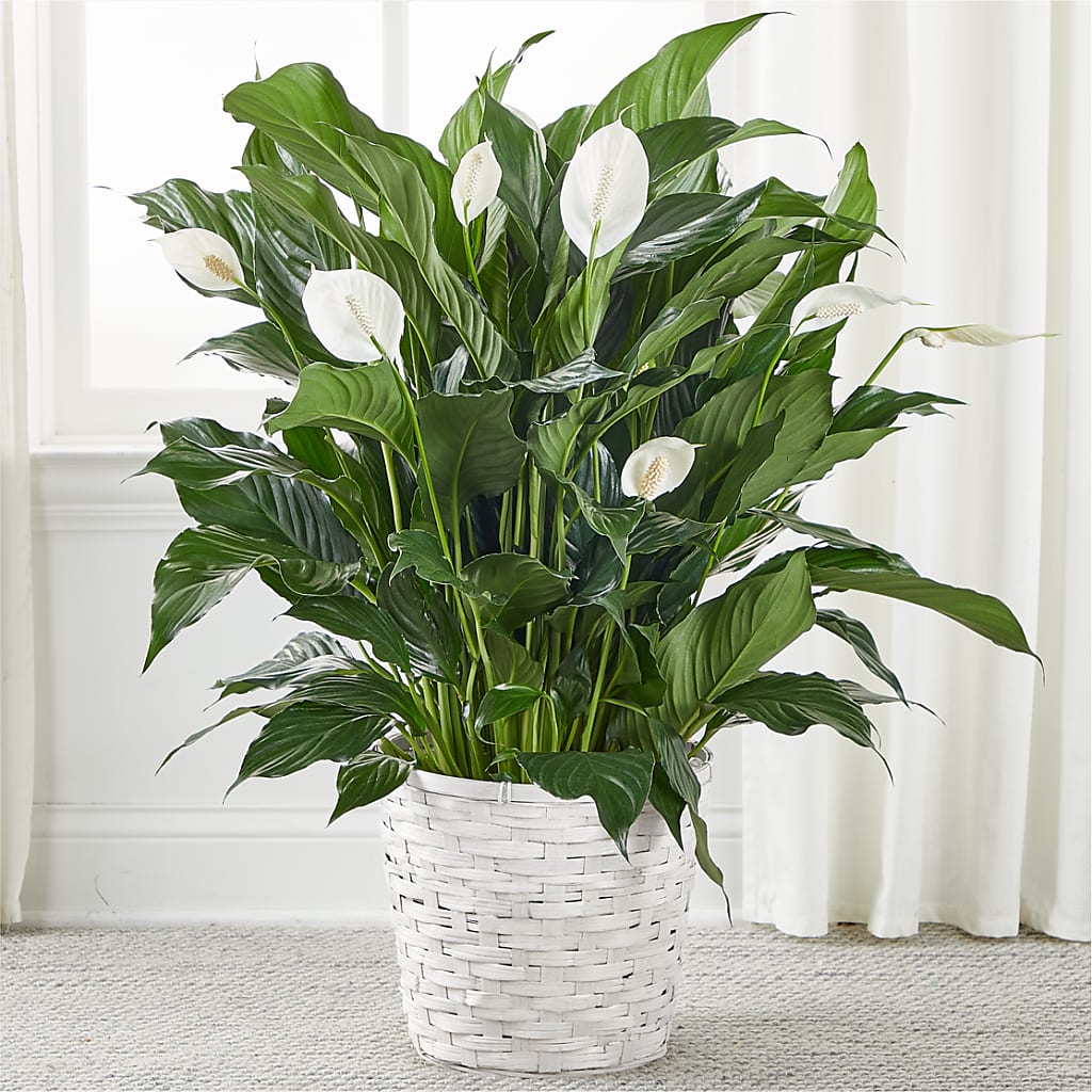 A New Leaf Peace Lily – UP UP & AWAY FLORAL & EVENT PLANNING, Lumberton NC